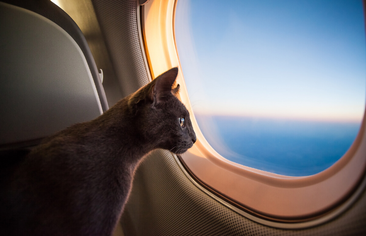 Agência de viagem para animais